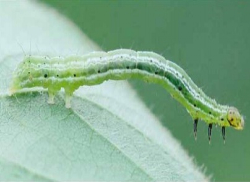 Manual de Pragas da Soja