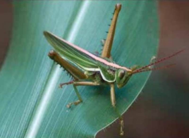 Manual de Pragas do Milho