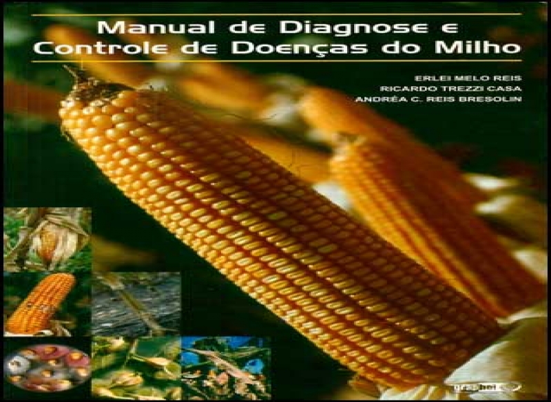 Principais doenças na cultura do Milho.